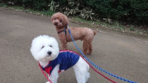 夜のお時間 2019/4/1