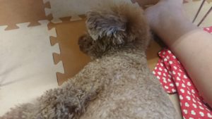 お昼のお時間 2019/4/2