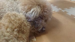 昼のお時間 2019/4/3