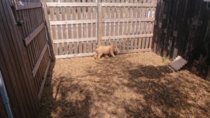 お昼はのんびり 2019/4/6