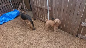 お昼のお時間 2019/4/7