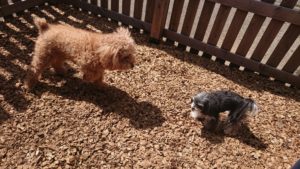 お昼のお時間 2019/4/9