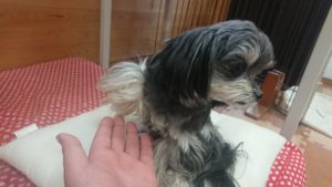 お昼のお時間 2019/4/10