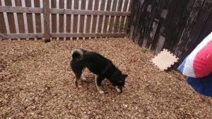 お昼のお時間 2019/4/12