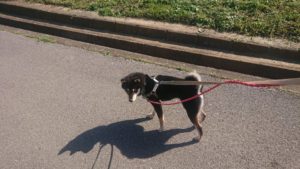 朝のお時間 2019/4/13