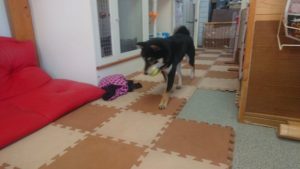 お昼の時間 2019/4/13