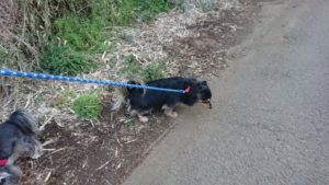 夜のお時間 2019/4/13