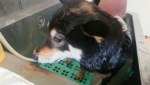 お昼のお時間 2019/4/14