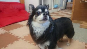 お昼のお時間 2019/4/15