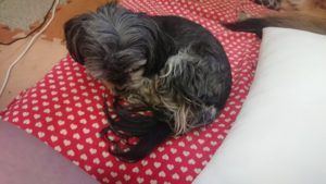 お昼のお時間  2019/4/16