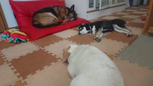 お昼のお時間 2019/4/21