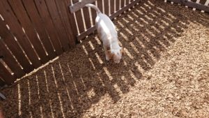 お昼のお時間 2019/4/23