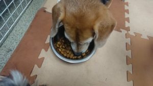 お昼のお時間 2019/4/30