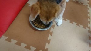 お昼のお時間 2019/5/1