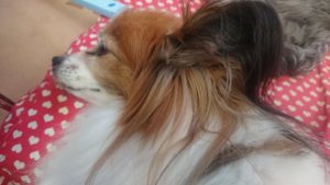 お昼過ぎのお時間 2019/5/2