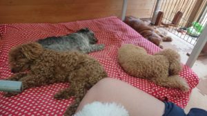 のんびりホテル 2019/5/3