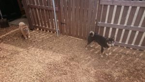 お昼のお時間 2019/5/4