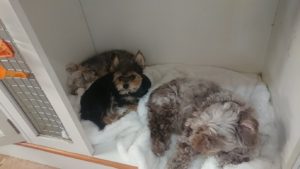 昼のお時間 2019/5/5