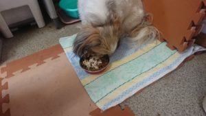 お昼のお時間 2019/5/10