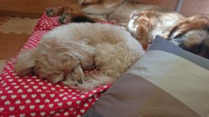 お昼のお時間  2019/5/12