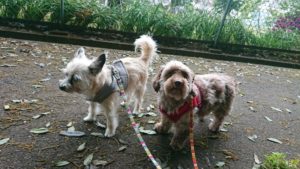 朝のお時間 2019/5/15