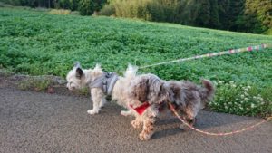 夜のお時間 2019/5/15