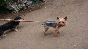 朝のお時間 2019/5/17