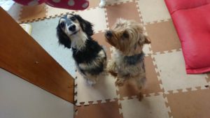 お昼のお時間 2019/5/1