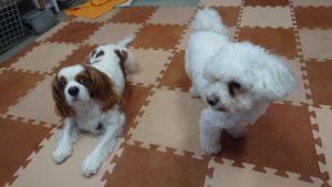 お昼のお時間 2019/5/21