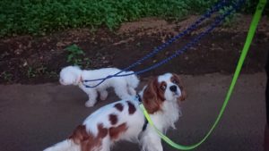 夜のお時間 2019/5/23