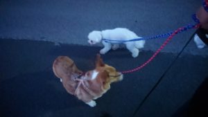 夜のお時間 2019/5/24