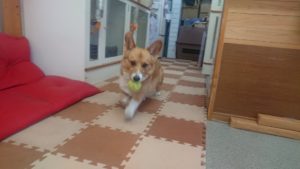 体力発散 2019/5/26