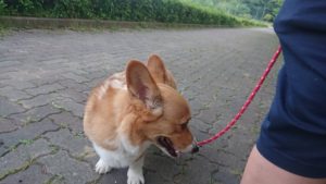 夜のお時間 2019/5/26