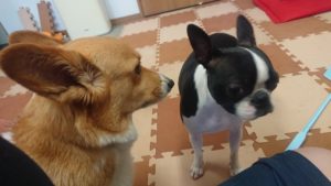 昼のお時間 2019/5/27