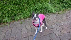 まだまだぁ！！2019/5/29