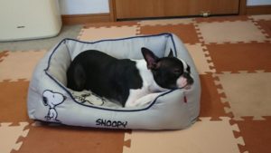 昼のお時間 2019/5/30