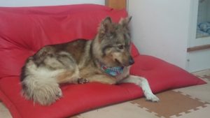 お昼のお時間 2019/6/10