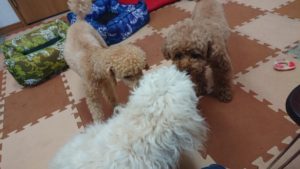 昼の時間  2019/6/30