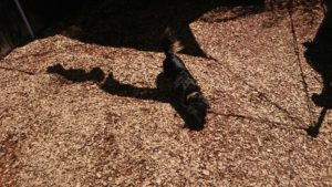 昼のお時間 2019/6/16