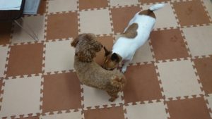 午後のお時間 2019/6/24