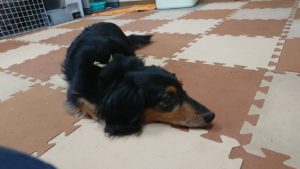 お昼のお時間 2019/6/12