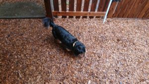 朝のお時間 2019/6/15