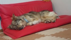 昼のお時間が2019/6/11