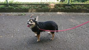 朝のお時間 2019/6/19