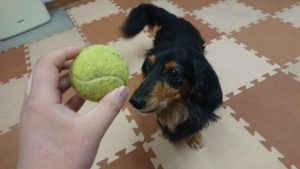 昼のお時間 2019/6/15