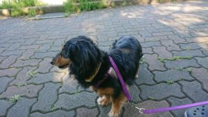 夜のお時間 2019/6/12