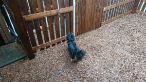 夜のお時間 2019/6/15