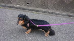 朝のお時間 2019/6/13