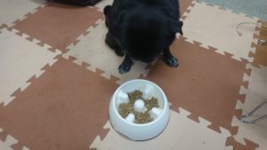 お昼のお時間 2019/6/21