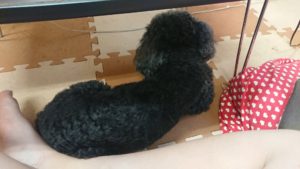 お昼のお時間 2019/6/29